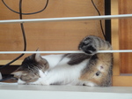 DSC04709.JPG